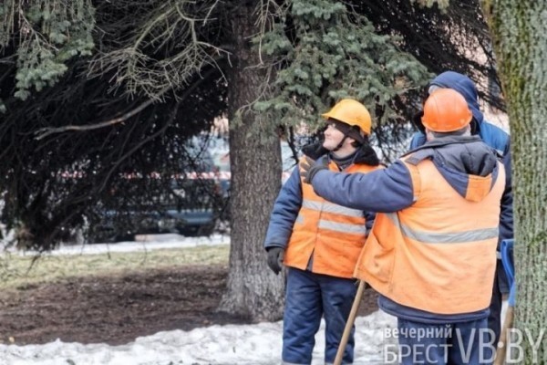 Обсуждаем древесное… СПА. Брестские коммунальщики делают «прически»