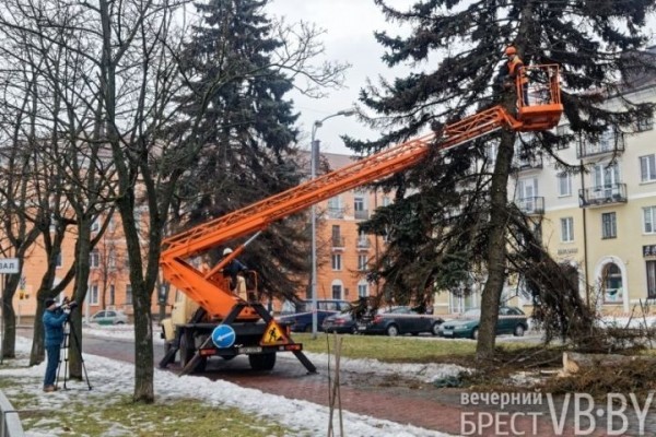 Обсуждаем древесное… СПА. Брестские коммунальщики делают «прически»