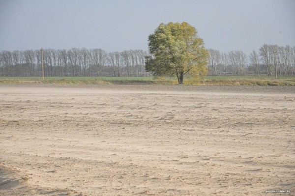 Буря в пустыне: как Полесье зарастает барханами