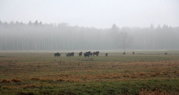 Названа стоимость охоты на зубра в Беларуси Названа стоимость охоты на зубра в Беларуси