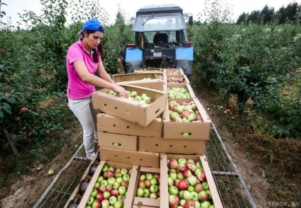 Где и сколько часов в день могут работать студенты и учащиеся? Где и сколько часов в день могут работать студенты и учащиеся?