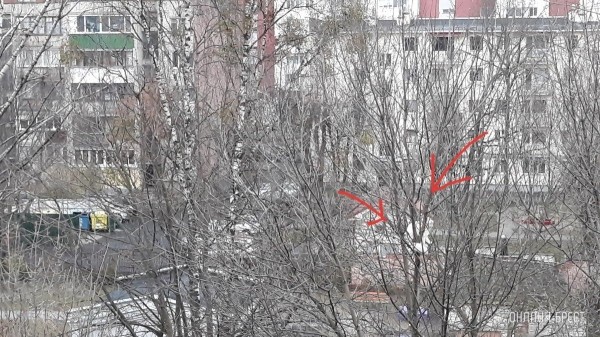 
                Читатель: Во дворе ясли-сада № 27 г. Бреста на дереве (уровень пятого этажа) целый день сидит белый котик
            