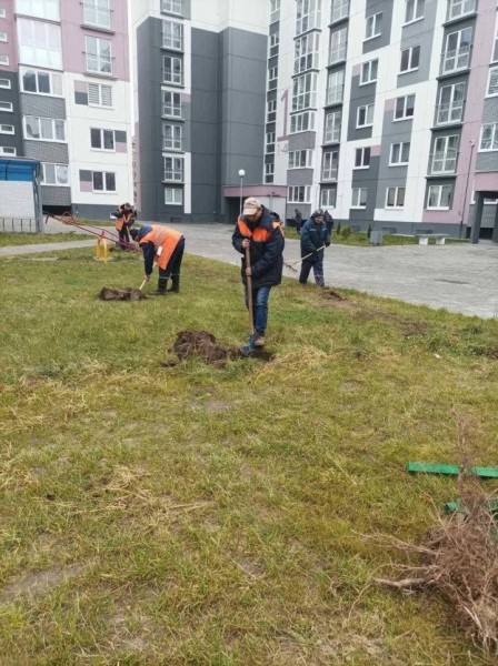 В Бресте высадили спиреи, барбарис и форзиции В Бресте высадили спиреи, барбарис и форзиции