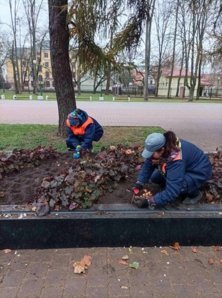В Бресте начали высаживать тюльпаны