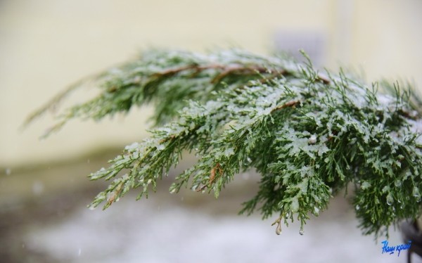 Мокрый снег и сильный ветер ожидаются в Беларуси 21 ноября