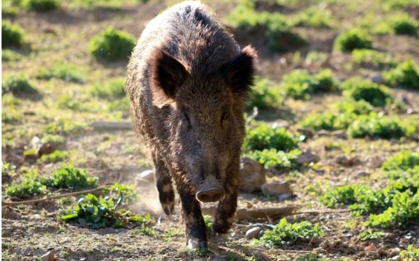 Погоня за браконьером