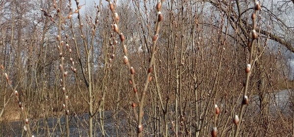 28 февраля 2022 года: какой сегодня праздник, что можно, а что нельзя делать в этот день 28 февраля 2022 года: какой сегодня праздник, что можно, а что нельзя делать в этот день