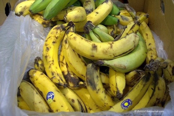 Заменитель сладостей. Какие бананы полезнее: зелёные или жёлтые перезрелые? Заменитель сладостей. Какие бананы полезнее: зелёные или жёлтые перезрелые?