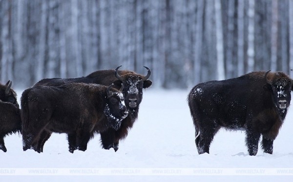 Мнение: строительство забора в Беловежской пуще противоречит международным нормам экологического права Мнение: строительство забора в Беловежской пуще противоречит международным нормам экологического права