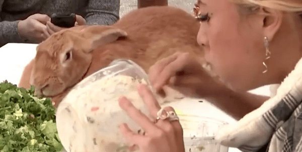 Необычное соревнование — кто съест больше салата на скорость: гигантская крольчиха или человек? Видео Необычное соревнование — кто съест больше салата на скорость: гигантская крольчиха или человек? Видео