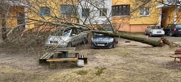 Сильный ветер повалил дерево на машины в Барановичах. Видео