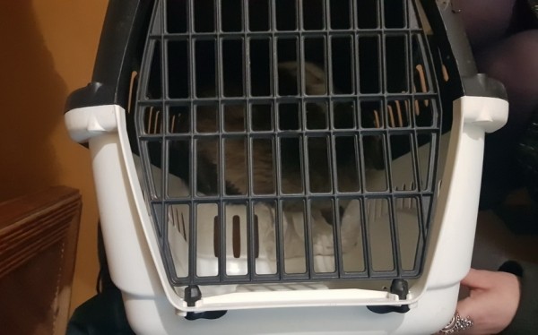 В Барановичах кошка провалилась в вентиляцию. Ее достали спасатели