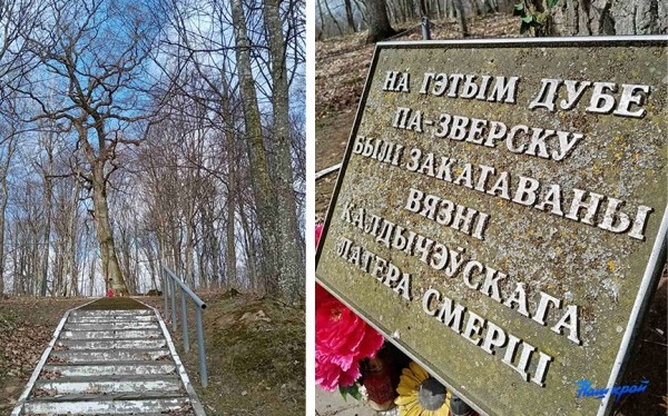   Бесплатные экскурсии по территории бывшего Колдычевского лагеря смерти предлагают библиотекари Барановичского района