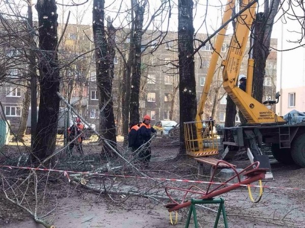 В Бресте завершаются работы по удалению и обрезке деревьев и кустарников
