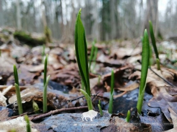 Первоцветам заморозки не страшны: в Беловежской пуще в марте температура опускалась до -12°С Первоцветам заморозки не страшны: в Беловежской пуще в марте температура опускалась до -12°С