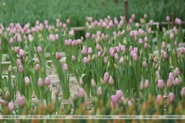 Семья Ивановских фермеров вырастила к 8 марта 700 тысяч тюльпанов