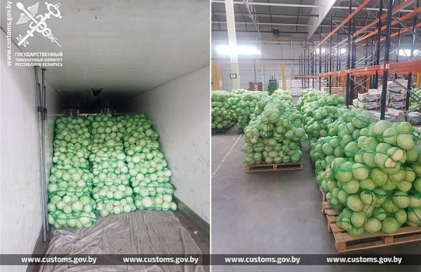 За неделю таможенники пресекли 5 попыток незаконно вывезти из Беларуси 95 т свежей капусты