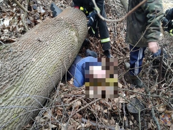 В Мозыре на мужчину упало дерево. Фото и видео В Мозыре на мужчину упало дерево. Фото и видео