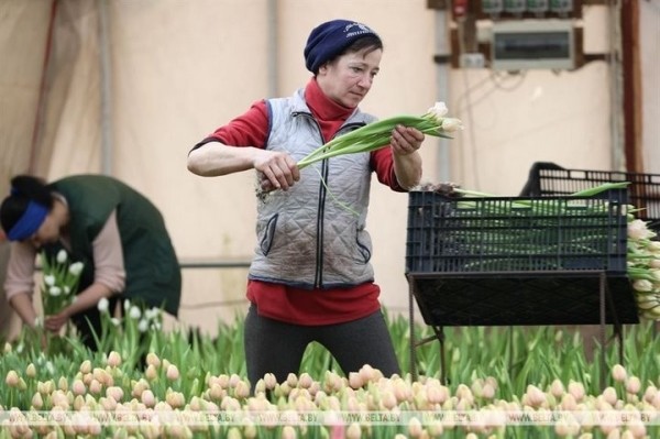 Семья Ивановских фермеров вырастила к 8 марта 700 тысяч тюльпанов