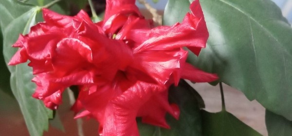 8 марта 2022 года: какой сегодня праздник, что можно, а что нельзя делать в этот день 8 марта 2022 года: какой сегодня праздник, что можно, а что нельзя делать в этот день