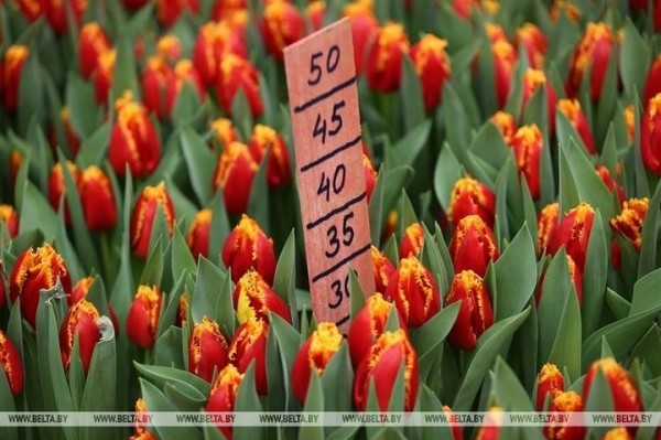 Семья Ивановских фермеров вырастила к 8 марта 700 тысяч тюльпанов