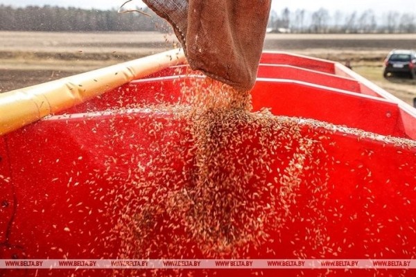 Большой репортаж с посевной в Кобринском районе