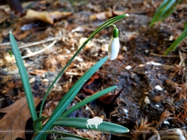 Весна пришла в Беловежскую пущу Весна пришла в Беловежскую пущу