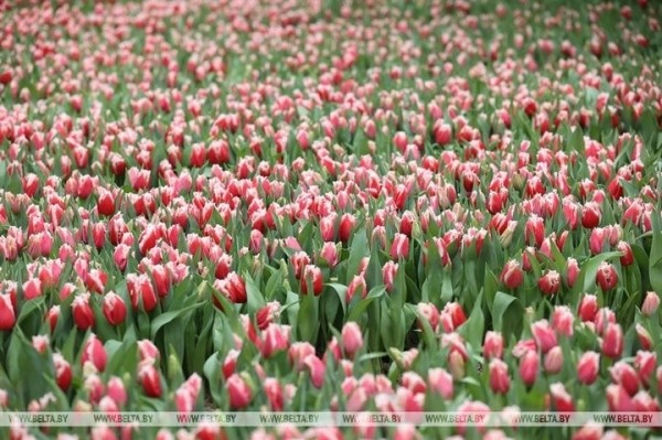 Семья Ивановских фермеров вырастила к 8 марта 700 тысяч тюльпанов