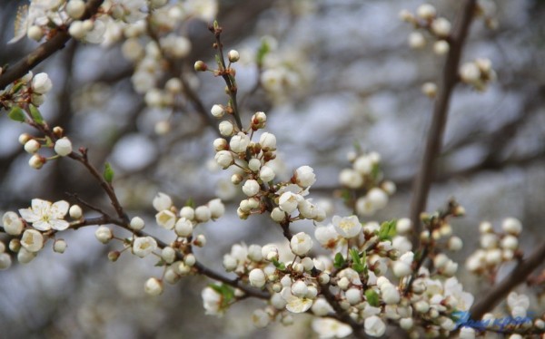 Будет ли тепло? Погода на неделю с 28 марта по 3 апреля Будет ли тепло? Погода на неделю с 28 марта по 3 апреля