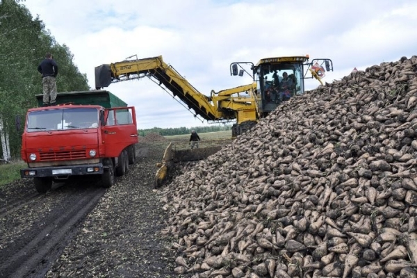 Сахарную свеклу впервые попробуют вырастить на севере Беларуси