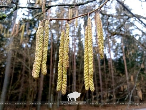 Весна пришла в Беловежскую пущу Весна пришла в Беловежскую пущу