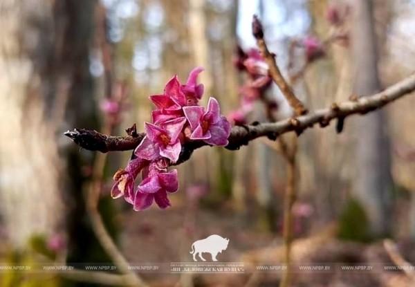 Весна пришла в Беловежскую пущу Весна пришла в Беловежскую пущу