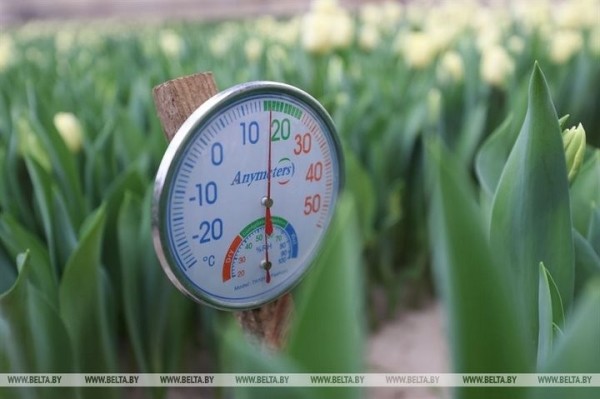 Семья Ивановских фермеров вырастила к 8 марта 700 тысяч тюльпанов