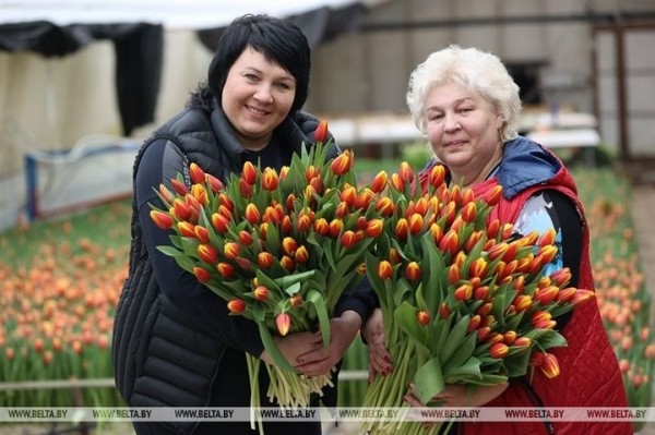 Семья Ивановских фермеров вырастила к 8 марта 700 тысяч тюльпанов