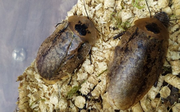 Кто завладел детскими сердцами в барановичском центре экологии, туризма и краеведения Кто завладел детскими сердцами в барановичском центре экологии, туризма и краеведения