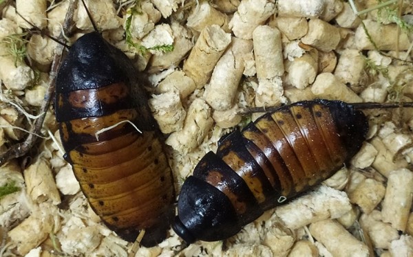 Кто завладел детскими сердцами в барановичском центре экологии, туризма и краеведения Кто завладел детскими сердцами в барановичском центре экологии, туризма и краеведения