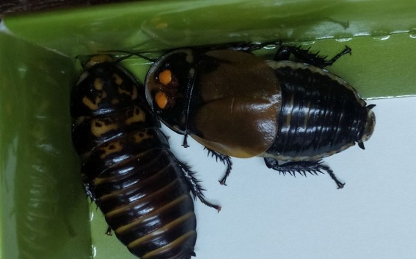 Кто завладел детскими сердцами в барановичском центре экологии, туризма и краеведения Кто завладел детскими сердцами в барановичском центре экологии, туризма и краеведения