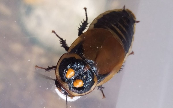 Кто завладел детскими сердцами в барановичском центре экологии, туризма и краеведения Кто завладел детскими сердцами в барановичском центре экологии, туризма и краеведения