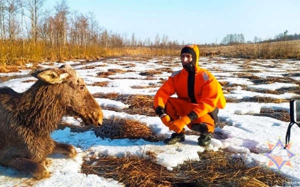 Лосенок провалился под лед в Браславском районе. Видео, как его спасли  