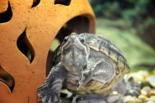 «Муж дарит не кольца, а черепашек». Огромную коллекцию декоративных черепах собрала жительница Барановичей «Муж дарит не кольца, а черепашек». Огромную коллекцию декоративных черепах собрала жительница Барановичей