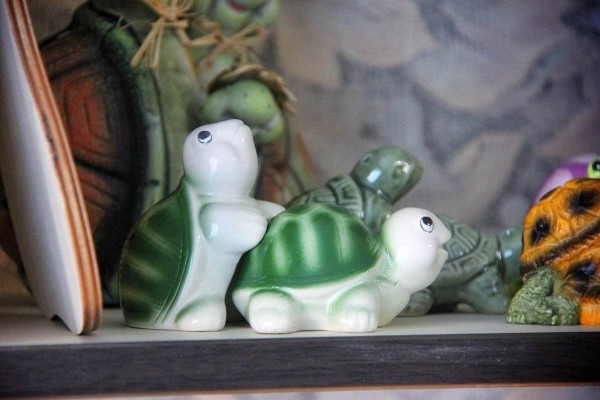 «Муж дарит не кольца, а черепашек». Огромную коллекцию декоративных черепах собрала жительница Барановичей «Муж дарит не кольца, а черепашек». Огромную коллекцию декоративных черепах собрала жительница Барановичей