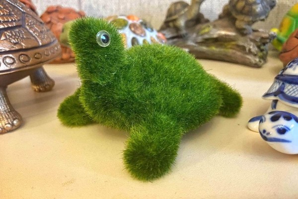 «Муж дарит не кольца, а черепашек». Огромную коллекцию декоративных черепах собрала жительница Барановичей «Муж дарит не кольца, а черепашек». Огромную коллекцию декоративных черепах собрала жительница Барановичей