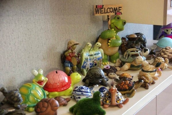 «Муж дарит не кольца, а черепашек». Огромную коллекцию декоративных черепах собрала жительница Барановичей «Муж дарит не кольца, а черепашек». Огромную коллекцию декоративных черепах собрала жительница Барановичей