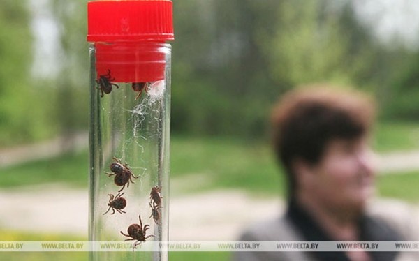 Не только энцефалит и болезнь Лайма. Какие инфекционные болезни переносят клещи в Беларуси Не только энцефалит и болезнь Лайма. Какие инфекционные болезни переносят клещи в Беларуси