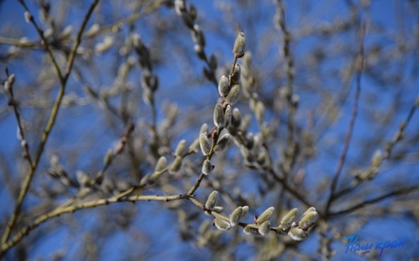 Первые весенние выходные на барановичской земле будут не очень теплыми Первые весенние выходные на барановичской земле будут не очень теплыми