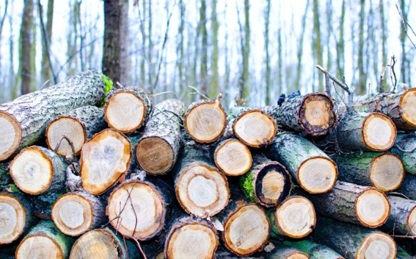 Правительство приостановило требования по обязательной биржевой торговле на отдельные виды продукции деревообработки при их реализации на экспорт