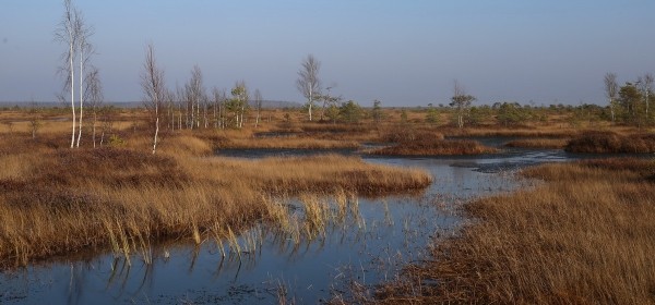 Путешествие одного дня: экскурсия на фантастическое болото и прогулка по топям – чему удивится и что посмотреть в заказнике Ельня Путешествие одного дня: экскурсия на фантастическое болото и прогулка по топям – чему удивится и что посмотреть в заказнике Ельня