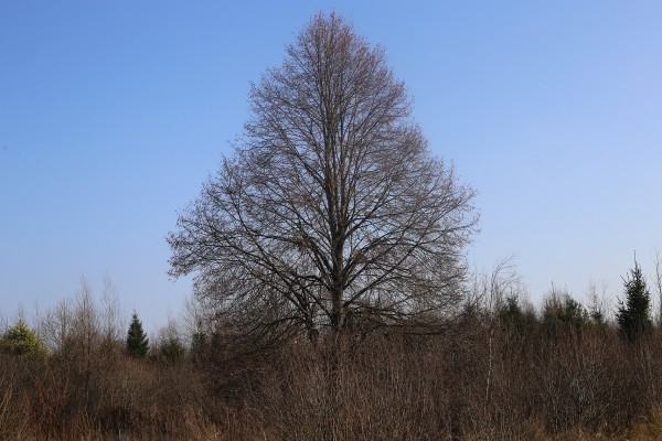 Путешествие одного дня: экскурсия на фантастическое болото и прогулка по топям – чему удивится и что посмотреть в заказнике Ельня Путешествие одного дня: экскурсия на фантастическое болото и прогулка по топям – чему удивится и что посмотреть в заказнике Ельня