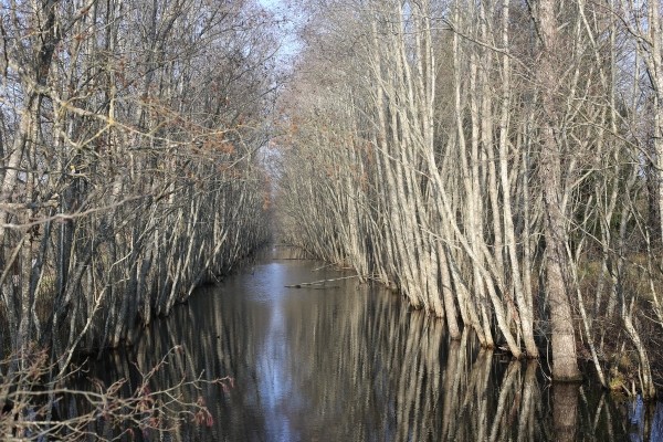Путешествие одного дня: экскурсия на фантастическое болото и прогулка по топям – чему удивится и что посмотреть в заказнике Ельня Путешествие одного дня: экскурсия на фантастическое болото и прогулка по топям – чему удивится и что посмотреть в заказнике Ельня