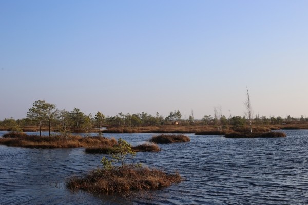 Путешествие одного дня: экскурсия на фантастическое болото и прогулка по топям – чему удивится и что посмотреть в заказнике Ельня Путешествие одного дня: экскурсия на фантастическое болото и прогулка по топям – чему удивится и что посмотреть в заказнике Ельня